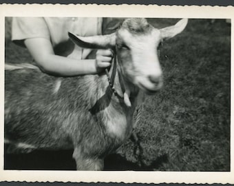 Hold Still!  Woman's Hand Holding Adorable Goat on Leash Vintage Photo Snapshot 1950s Animal Portrait Farm Pets Chevre Pastoral Motion