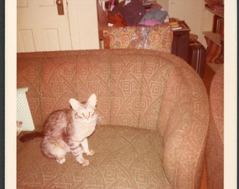 Adorable Tabby Cat Sitting on Cozy Sofa Vintage Photo Snapshot 1970s Family Pets Kitten Interior Design