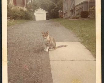 Lindo gato sentado en la entrada suburbana Original Vintage Foto Instantánea 1960 Familia Mascotas Gatito