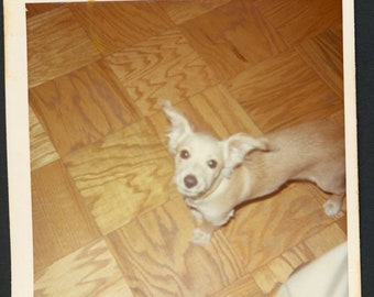 Hello Down There!  Cute Little Terrier Dog on Wood Floor From Above Looking Up Vintage Square Photo Snapshot 1960s Family Pets