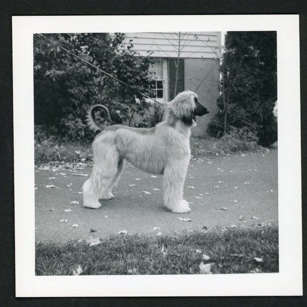 Beautiful Afghan Hound on Leash Dog Walk Posed in Profile Original Vintage Photo Snapshot 1960s Family Pets Puppy Cute Curly Tail 1