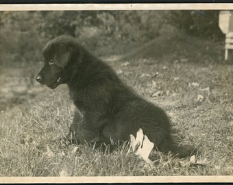 Adorable Fuzzy Black Puppy on Grassy Lawn Yard Original Vintage Photo Snapshot 1930s Family Cute Scruffy Dog