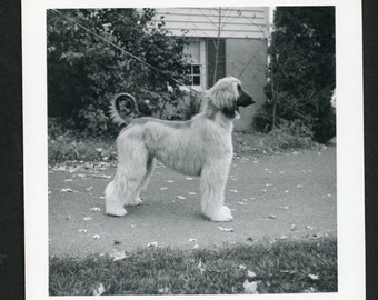 Schöner Afghanischer Hund an der Leine im Profil Original Vintage Foto Schnappschuss 1960er Jahre Familie Haustiere Welpe Süßer Curly Tail 1