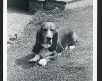 Adorable Sleepy Basset Hound Relaxing Suburban Lawn Original Vintage Photo Snapshot 1960s Family Pets Puppy Cute