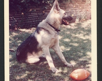 Wirf den Ball! Süßer Schäferhund sitzend mit Football Original Vintage Foto Schnappschuss 1960er Jahre Suburbia Hundewelpe Welpen Familie fangen