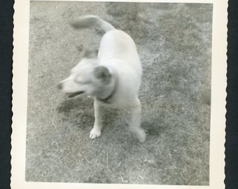 Hold Still!  Blurry Little Terrier Dog on Grass Motion Wagging Tail From Above Vintage Square Photo Snapshot 1960s Family Pets