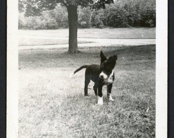 Cute Black Border Collie Terrier Mix Puppy In Grassy Field Park Original Vintage Photo Snapshot 1930s Family Pets Dog