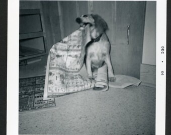 Bad news? Playful Floppy Eared Dog Attacks Newpaper on Floor Original Vintage Photo Snapshot Pet Portrait 1960s Family Happy Puppy Cute