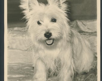 Vintage 8x10" Photo Snapshot Cute West Highland Terrier White Dog On Blanket