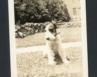 Vintage foto uit de jaren 1930: een puppy van een draadhaarfoxterriër met een droevig gezichtje zit op het gazon.