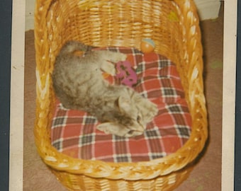 Vintage foto uit de jaren 60: een grijze cyperse kitten opgerold in een mandje.