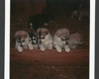 Cute Husky Puppies Lined Up in a Row Original Vintage Instant Photo Snapshot 1970s Pets Dog Puppy Adorable Big Paws