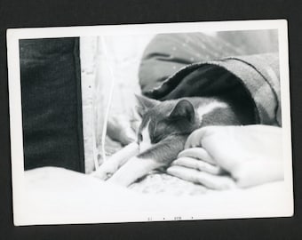 Vintage Photo Snapshot 1970s Cozy Sleeping Cat Stretched Out in Blanket Roll Kitten