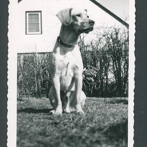 May include: Vintage black and white photograph of a dog sitting on grass in front of a house. The dog is light-colored with a dark collar. The house has a white exterior and a dark roof.