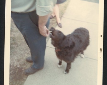 Nom Nom!  Man Sneaks a Snack to Cute Black Dog Border Collie Original Vintage Photo Snapshot 1960s Family Hand Pets Puppy