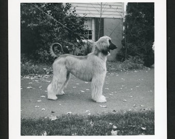 Schöner Afghanischer Hund an der Leine im Profil Original Vintage Foto Schnappschuss 1960er Jahre Familie Haustiere Welpe Süßer Curly Tail 2