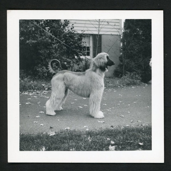 Beautiful Afghan Hound on Leash Dog Walk Posed in Profile Original Vintage Photo Snapshot 1960s Family Pets Puppy Cute Curly Tail 2