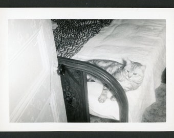 Nap Time! Sweet Chonky Tabby Cat Relaxing on Bed Door Vintage Photo Snapshot Mid Century 1950s Family Pets Kitten Interior Design