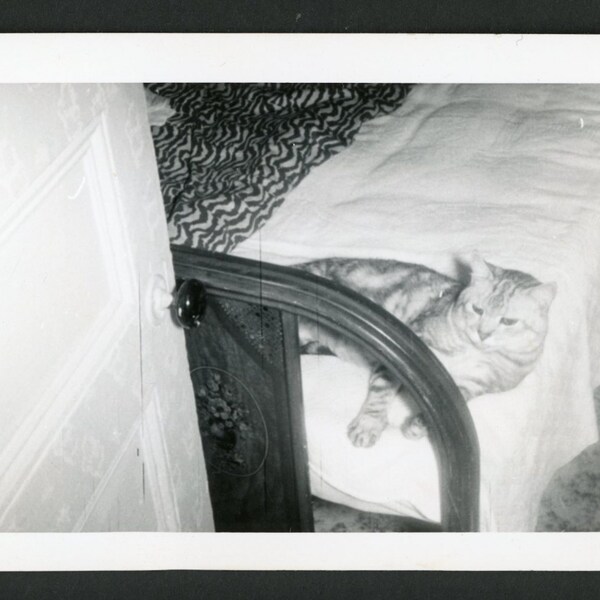 Nap Time! Sweet Chonky Tabby Cat Relaxing on Bed Door Vintage Photo Snapshot Mid Century 1950s Family Pets Kitten Interior Design