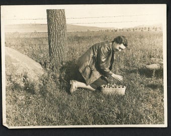 Vintage foto uit de jaren 1940: vrouw met mand die walnoten van de grond raapt.