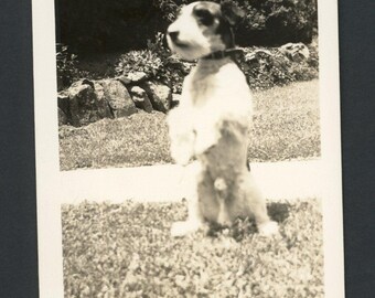 Vintage foto uit de jaren 1930: een draadhaar foxterriër staat op zijn achterpoten en bedelt om een snoepje.
