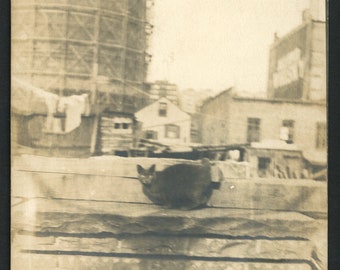 Cute Chonky Black Cat Sitting on Rooftop Rock Wall Original Vintage Photo Snapshot 1930s Family Pets Kitten Adorable
