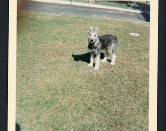 Cute Scruffy Puppy on Green Grassy Lawn Original Vintage Photo Snapshot 1960s Pets Dog Yard Suburbia