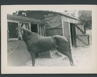 Vintage foto uit de jaren 1950: Paard aan de lijn in een paddock, paardensportportret, huisdier, landelijke pony