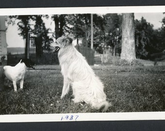 Adorable Dogs in the Back Yard Border Collie Terrier Trees Grass Original Vintage Photo Snapshot 1930s Family Puppy Cute