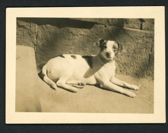 Adorable Chonky Terrier Mix Dog Relaxing on the Ground Original Vintage Photo Snapshot 1920s Family Cute Best Friends Puppy