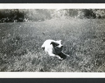 Happy Playful Terrier Dog Relaxing in the Grass Back Yard Original Vintage Photo Snapshot 1930s Family Cute Best Friends Puppy
