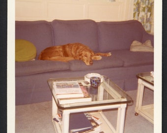 Hard at Work!  Sleepy Golden Retriever Dog Napping on Sofa Original Vintage Photo Snapshot 1970s Family Pets Puppy Cute Living Room