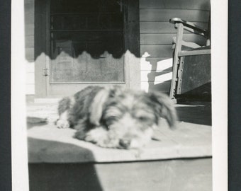 It's Hard Work Being This Cute! Adorable Scruffy Puppy Sleeping on Front Porch Dog Original Vintage Photo Snapshot 1930s