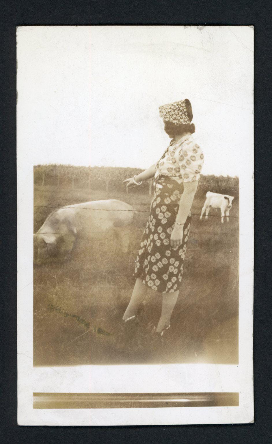 Tirage Photo Argentique Vintage France 1930 - Vache Et Agriculture 28x39 Cm