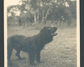 1930年代のヴィンテージ写真スナップ写真、庭にいるコッカースパニエル犬、ペットの子犬