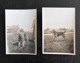 Set van twee vintage foto's uit de jaren 1930: een Airedale Terrier aan de lijn.