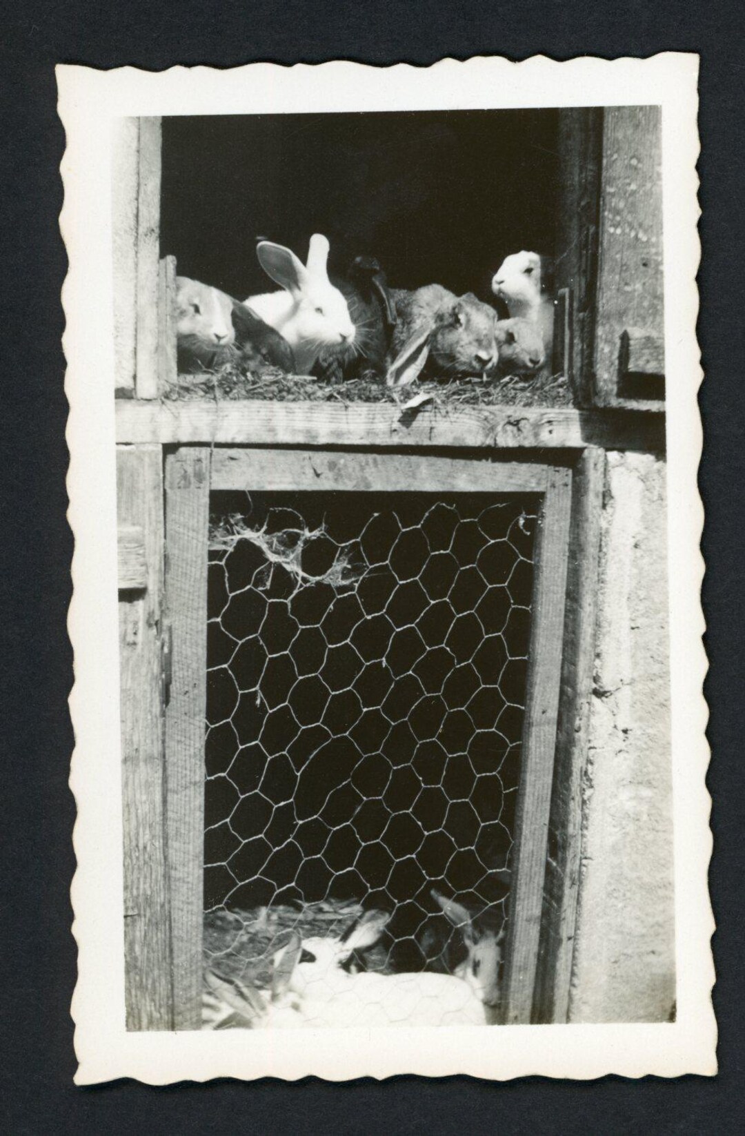 Cute Bunny Rabbits in Hutch Original Vintage Photo Snapshot 1930s ...