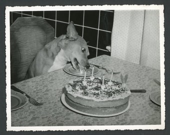 Happy Birthday Boots! Cute Terrier Dog Seated at Table Eats Cake Original Vintage Photo Snapshot 1950s Fashion Pets Best Friends Puppy