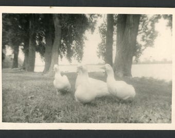 Foto d'epoca degli anni '50: Bellissime oche vicino a uno stagno panoramico. Uccelli, animali, natura, paesaggio.