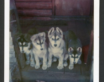 Cute Husky Puppies Lined Up in a Row Crooked Ears Original Vintage Instant Photo Snapshot 1970s Pets Dog Puppy Adorable