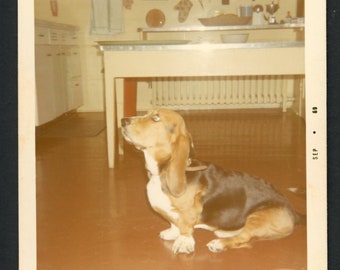 Adorable basset hound assis sur le sol de la cuisine Original vintage photo instantané des années 1960 famille animaux de compagnie chiot mignon milieu du siècle