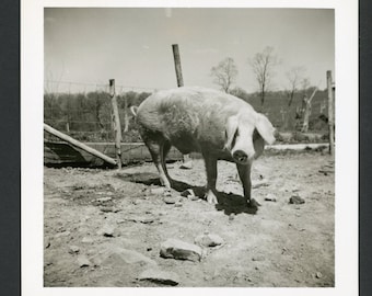 Vintage foto uit de jaren 1950: Varken in omheining. Boerderijdieren.