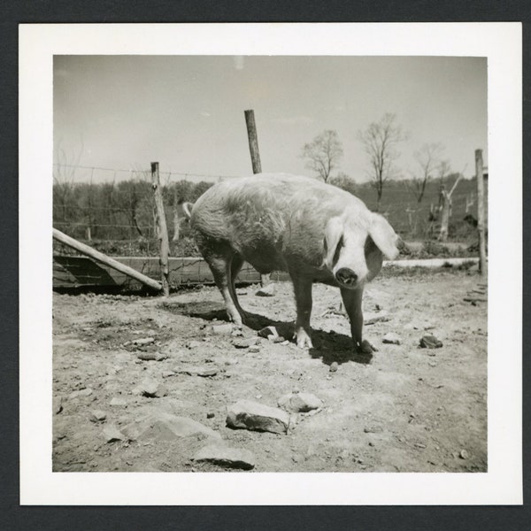 Strike a Pose! Cute Pig Standing in an Enclosure Original Vintage Photo Vernacular Snapshot 1950s Family Animals Farm Pets Barnyard Piglet