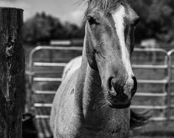 Ranch Horse Portrait – Black and White Western Photography (Digital Download)