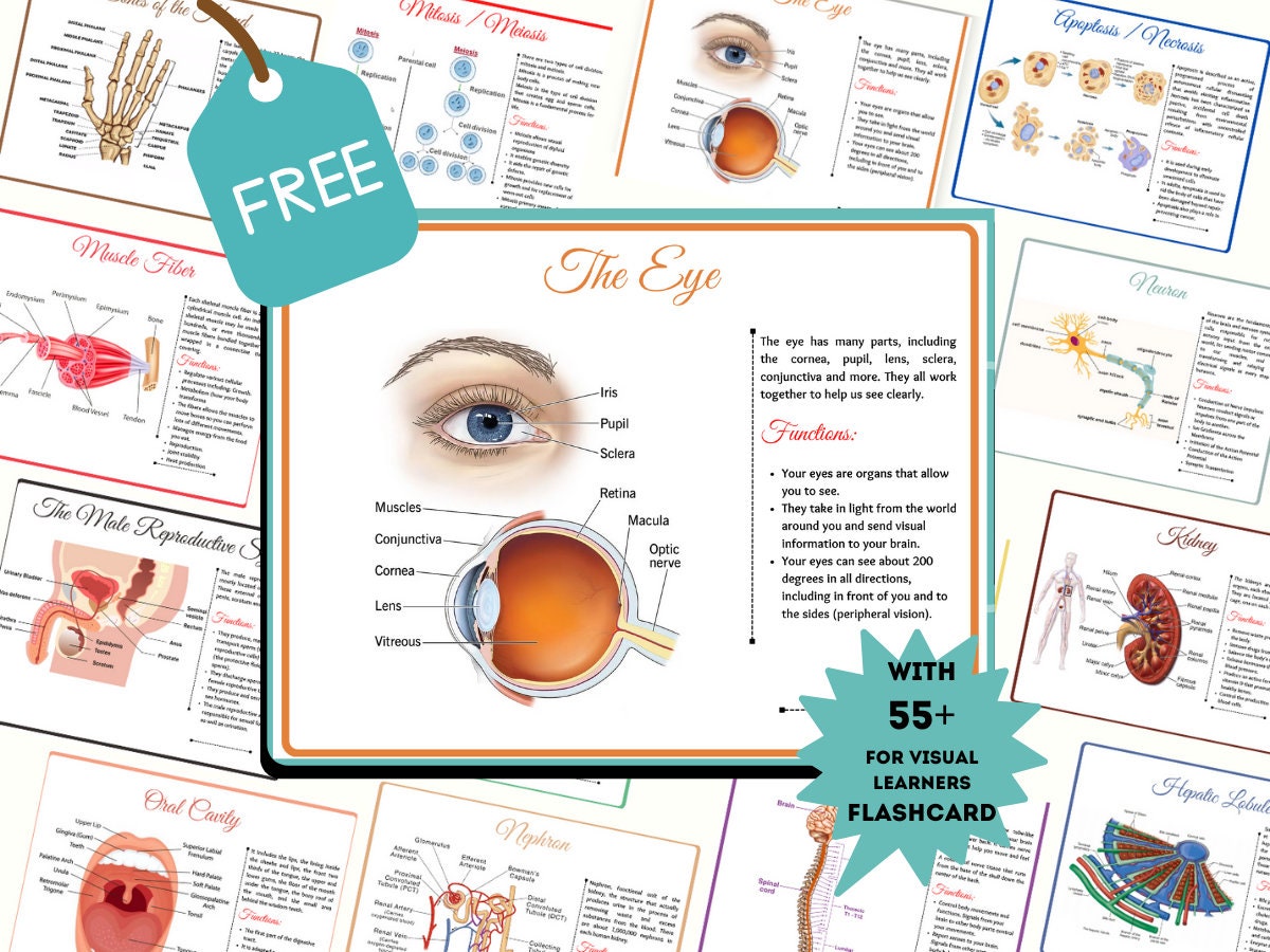 Ultimate Anatomy and Physiology, Anatomy Study Guide, Anatomy Notes ...