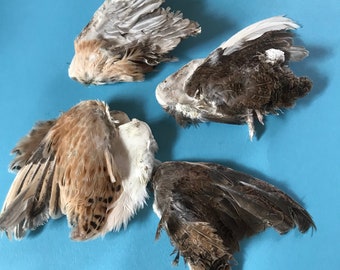 Quail Wings & Feet - Dehydrated Dog Treats or Cat Toys