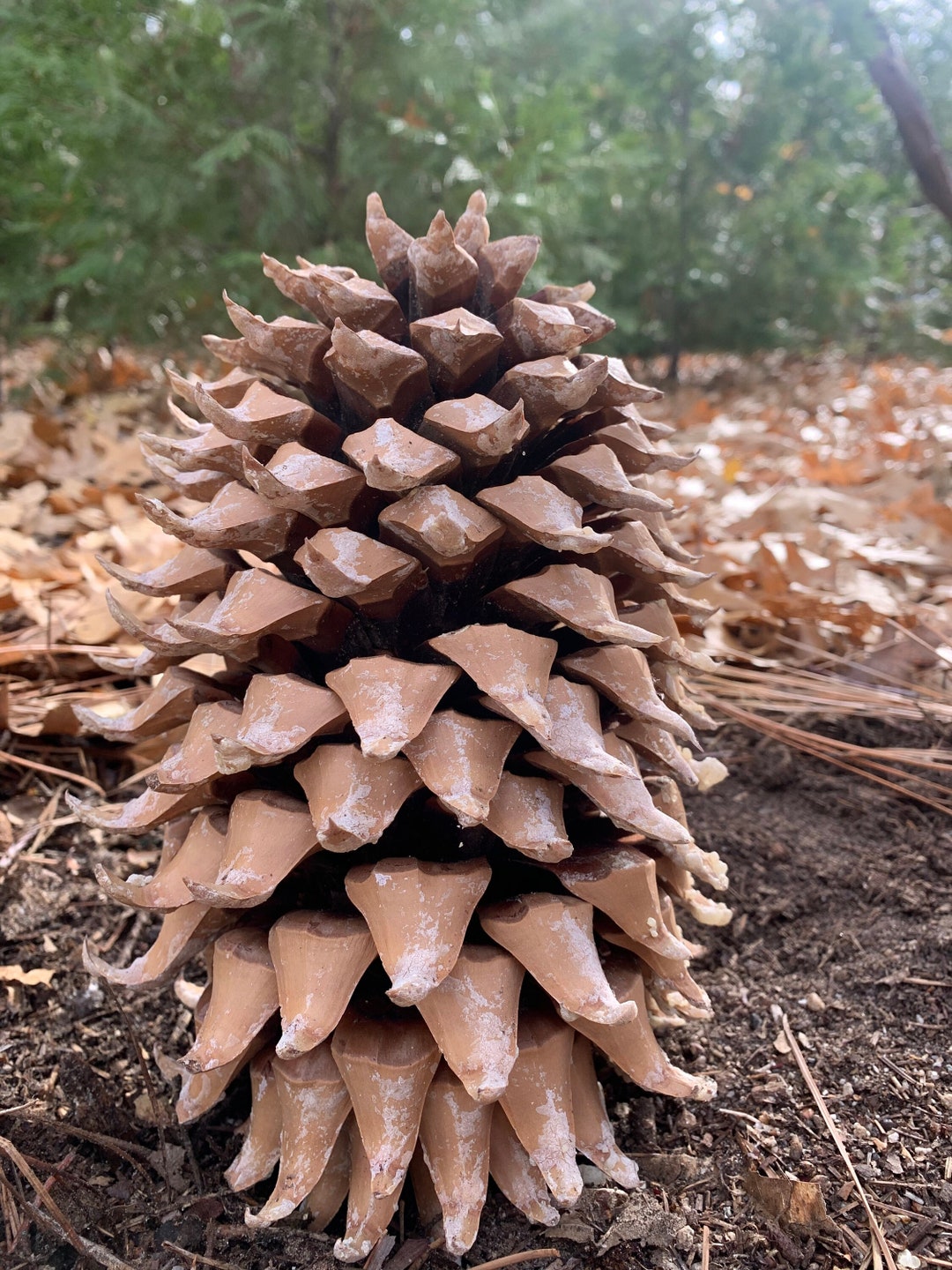 Pine Cones EXTRA LARGE 3 Cones Coulter Pine aka Widow Etsy