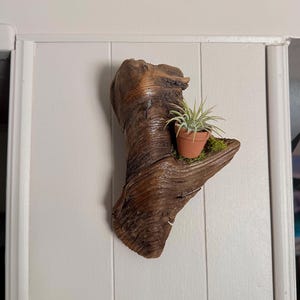 Air Plant Driftwood Wall Hanging Display