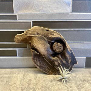 May include: A piece of weathered driftwood with a smooth, dark brown finish and a prominent circular knot hole in the center. A small, spiky, light green air plant is positioned in front of the wood, resting on the surface below the driftwood.
