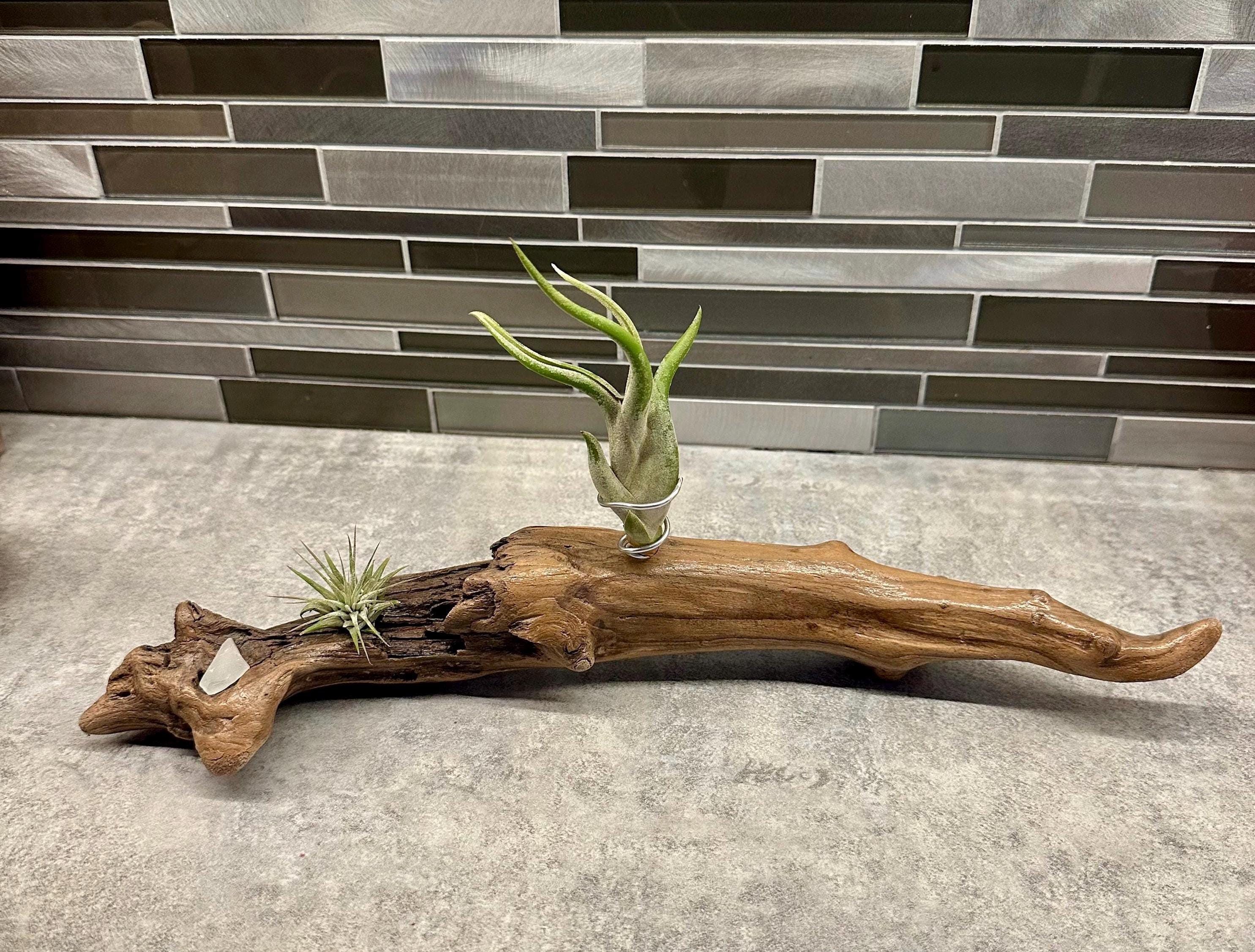 Live Air Plants on Lake Michigan Driftwood - Etsy